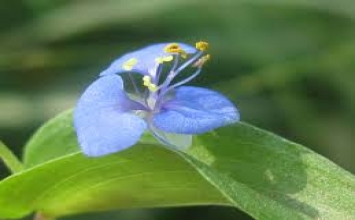 Đạo bằng hữu